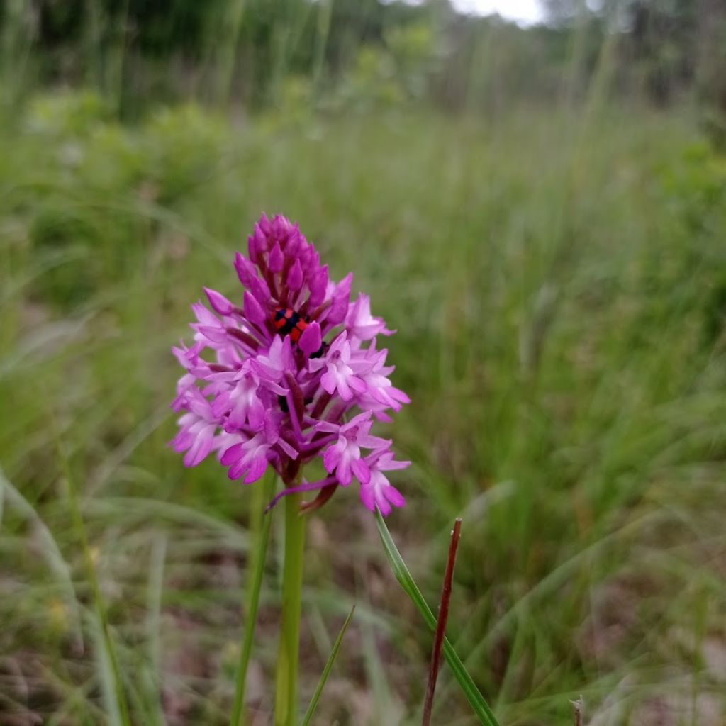 Anacamptis berica?